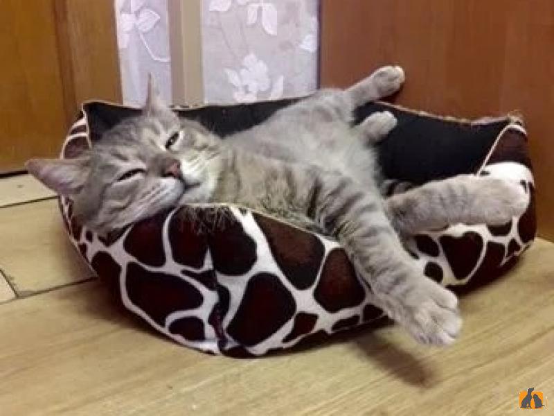 В дар кошку
