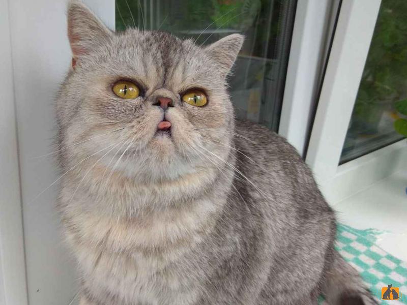 Продаю кошку. Котик экзотический короткошерстный. Фото2