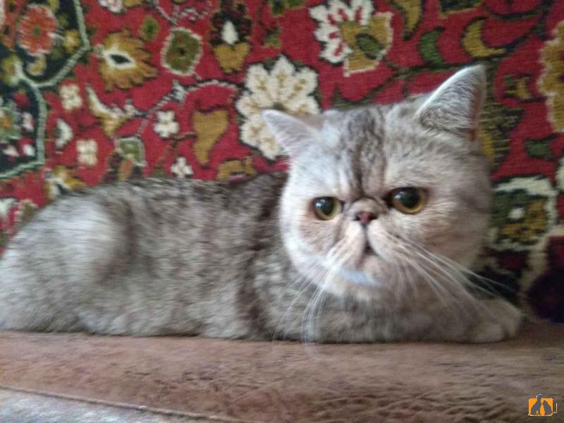 Продаю кошку. Котик экзотический короткошерстный. Фото3