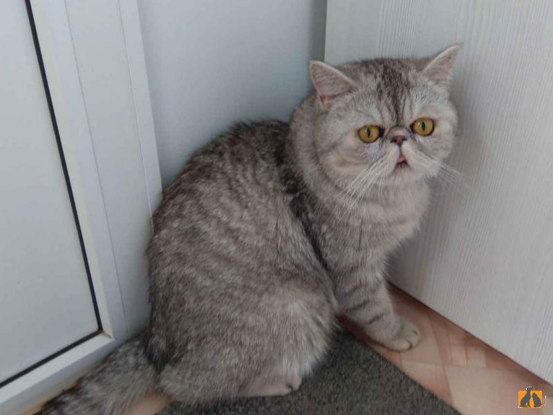 Продаю кошку. Котик экзотический короткошерстный. Фото4