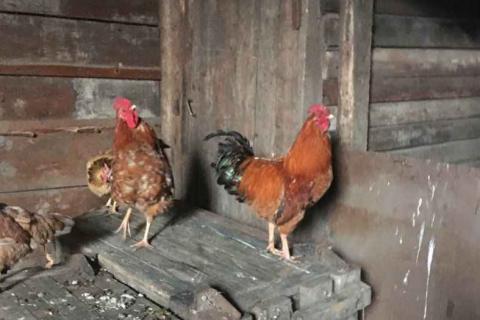 Продаю питомца. Породисты петухи.. Фото1