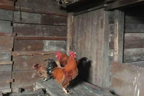 Продаю питомца. Породисты петухи.. Фото2