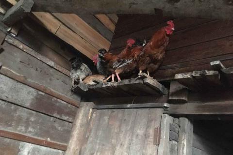 Продаю питомца. Породисты петухи.. Фото3