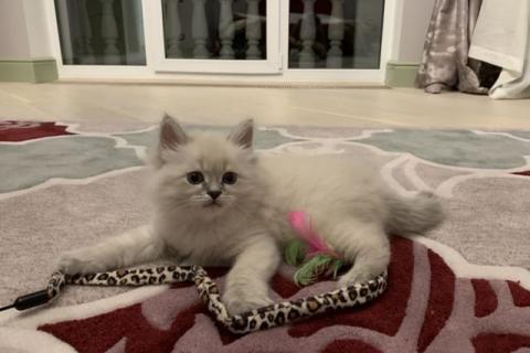 Продаю кошку. Кошка. Фото1