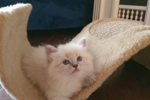 Продаю кошку. Кошка. Фото3