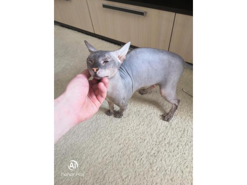 Вязка кошек