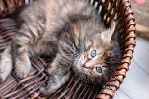 Продаю кошку. Питомник продает котят Курильского бобтейла. Фото1