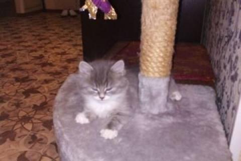 В дар кошку. В добрые руки отдам котят метисов. Фото2