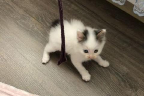 Продаю кошку. Котёнок. Фото2