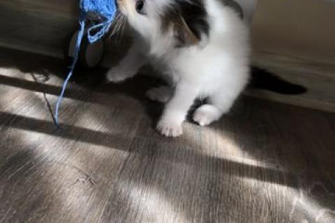 Продаю кошку. Котёнок. Фото4