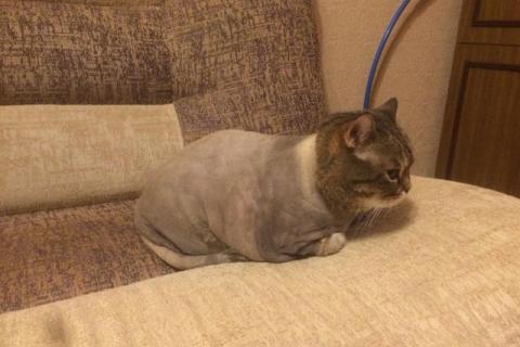 Предлагаю услуги. Стрижка кошек. Фото3