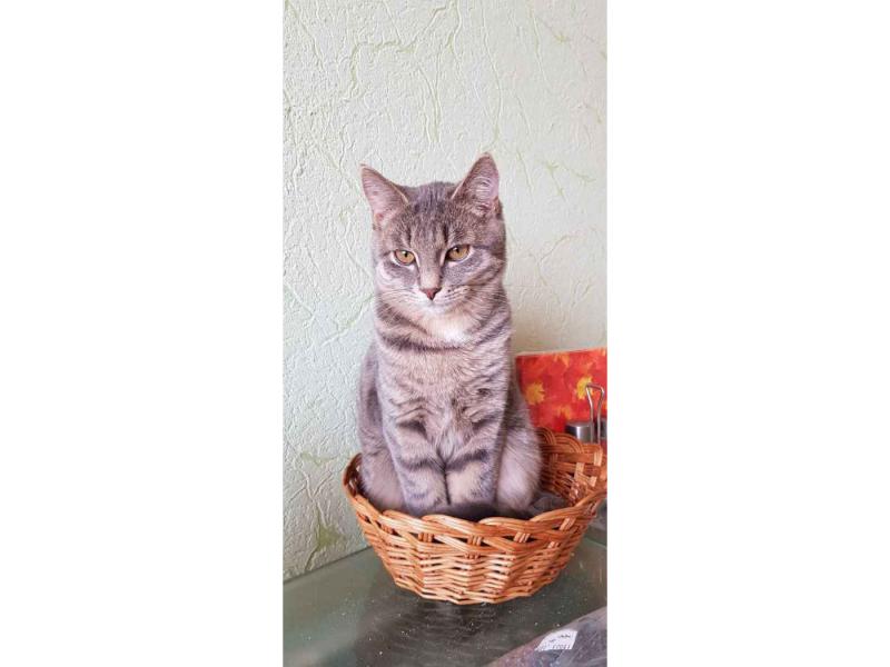 В дар кошку