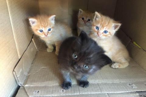В дар кошку. Котята в добрые руки. Фото1