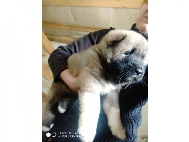 Продаю собаку