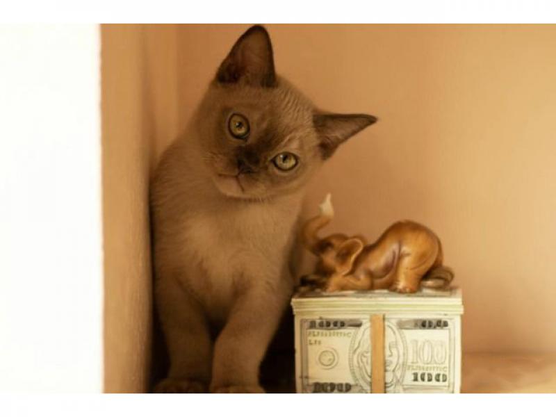 Продаю кошку