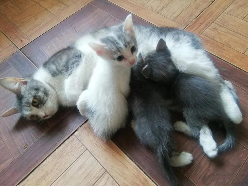 В дар кошку
