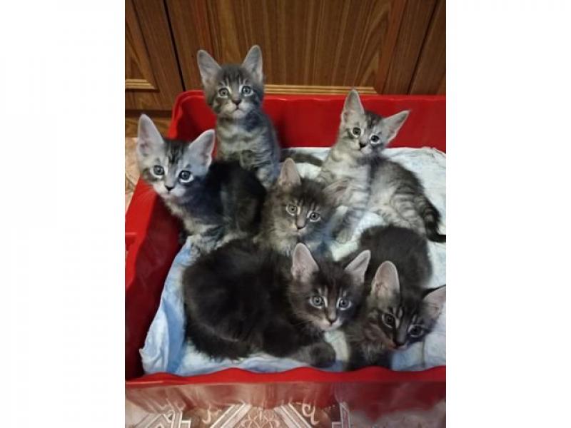 Продаю кошку