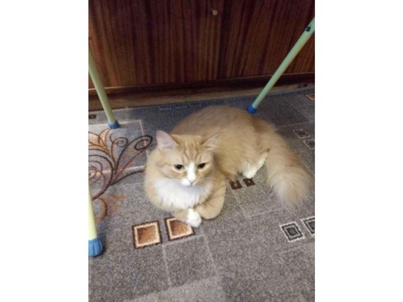 В дар кошку