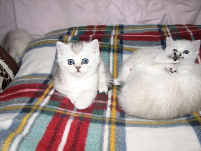 Продаю кошку