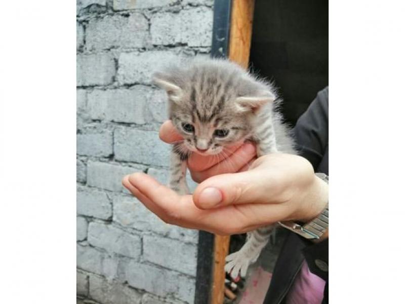 В дар кошку