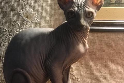 Продаю кошку. Продаю канадского сфинкса. Фото1
