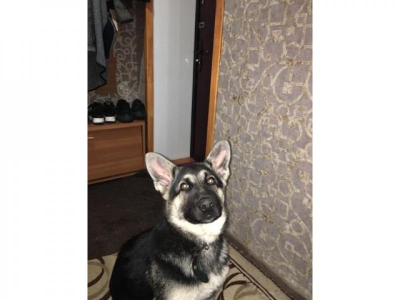 Продаю собаку