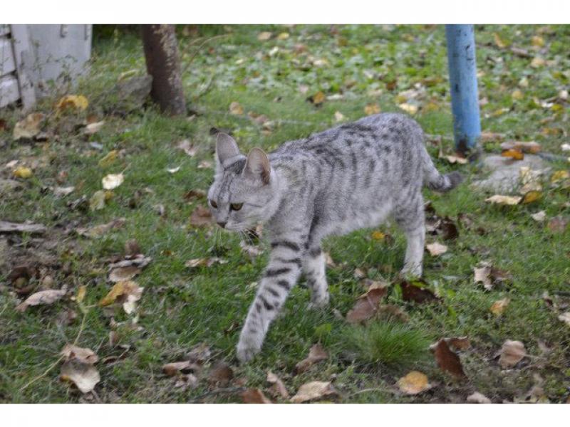 Продаю кошку