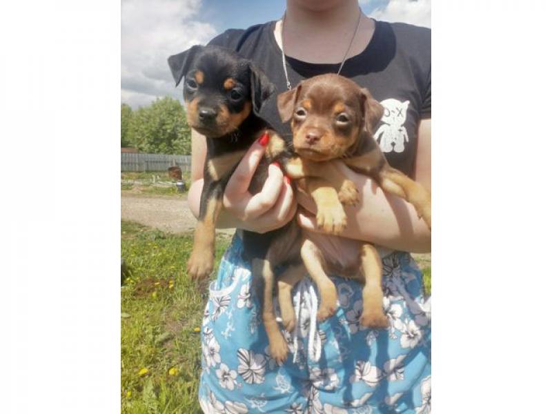 Продаю собаку