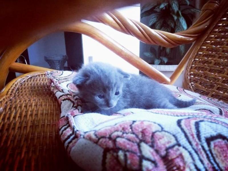 В дар кошку
