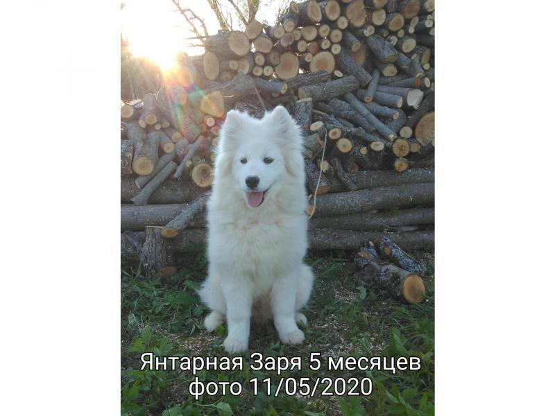 Продаю собаку