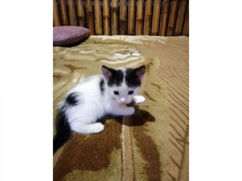 В дар кошку
