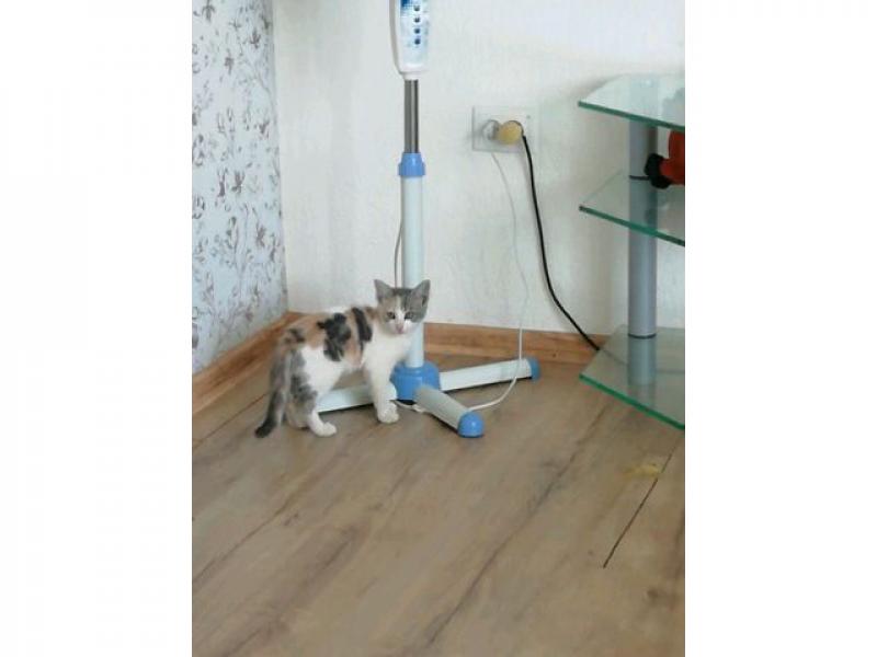 В дар кошку