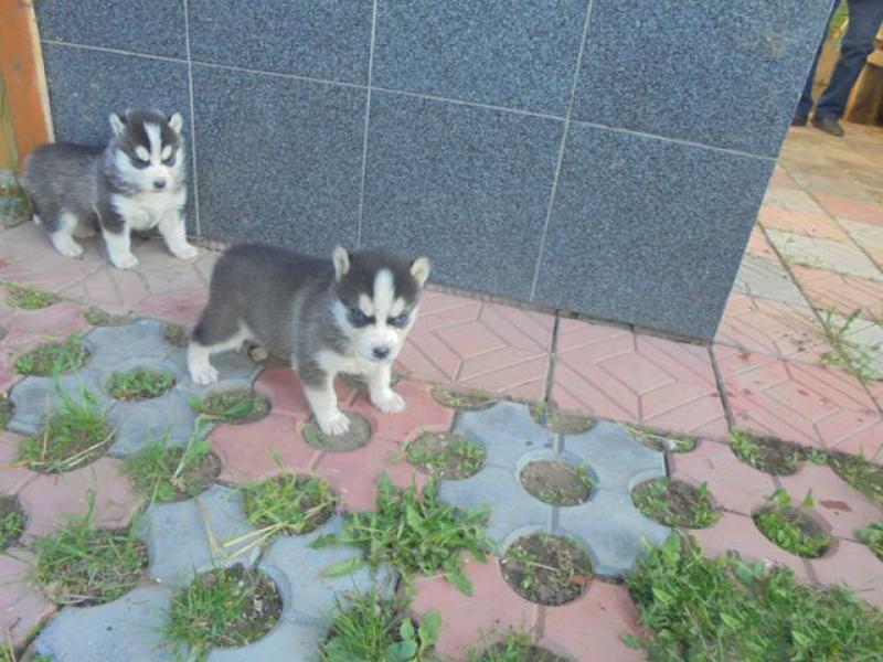 Продаю собаку
