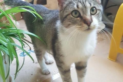 В дар кошку. Молодой котик Васька. Фото3