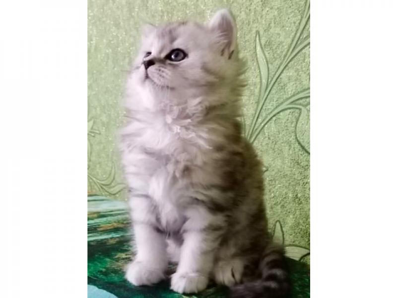 Продаю кошку