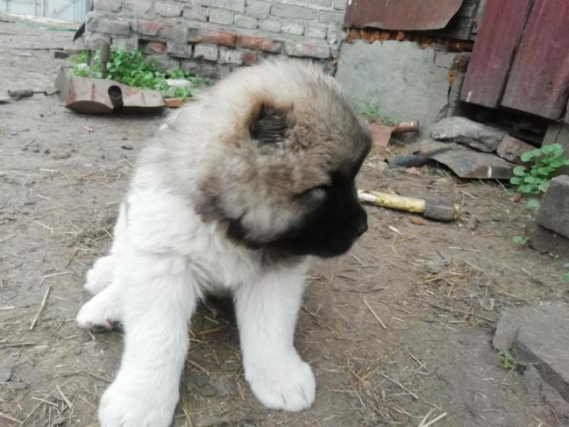 Продаю собаку