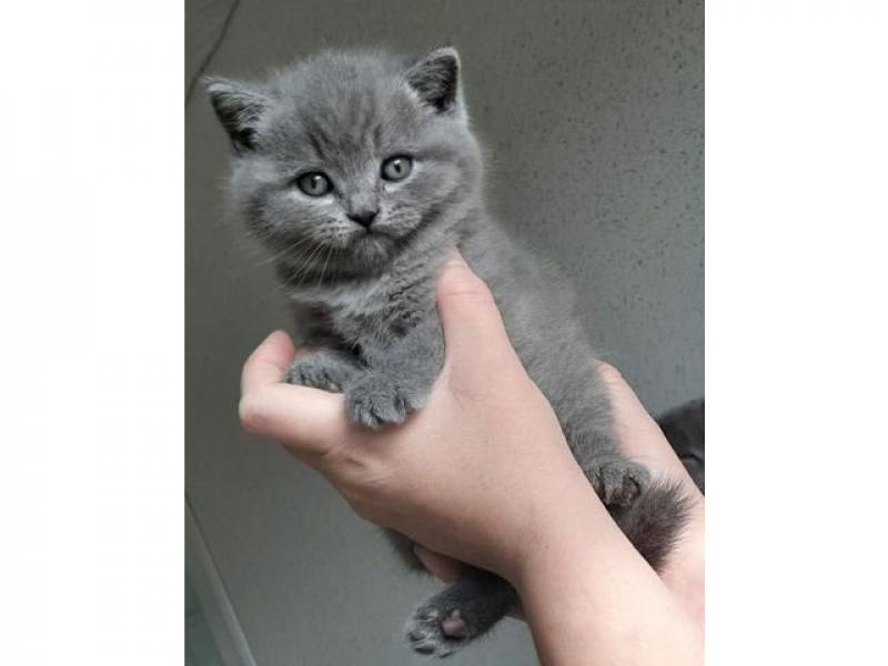 Продаю кошку