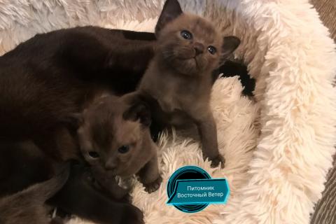 Продаю кошку. Котята Европейской Бурмы . Фото3