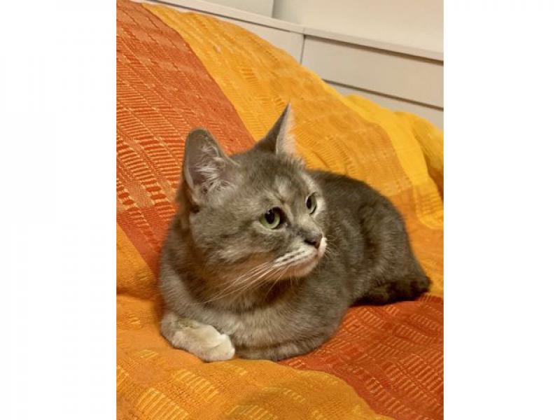 В дар кошку