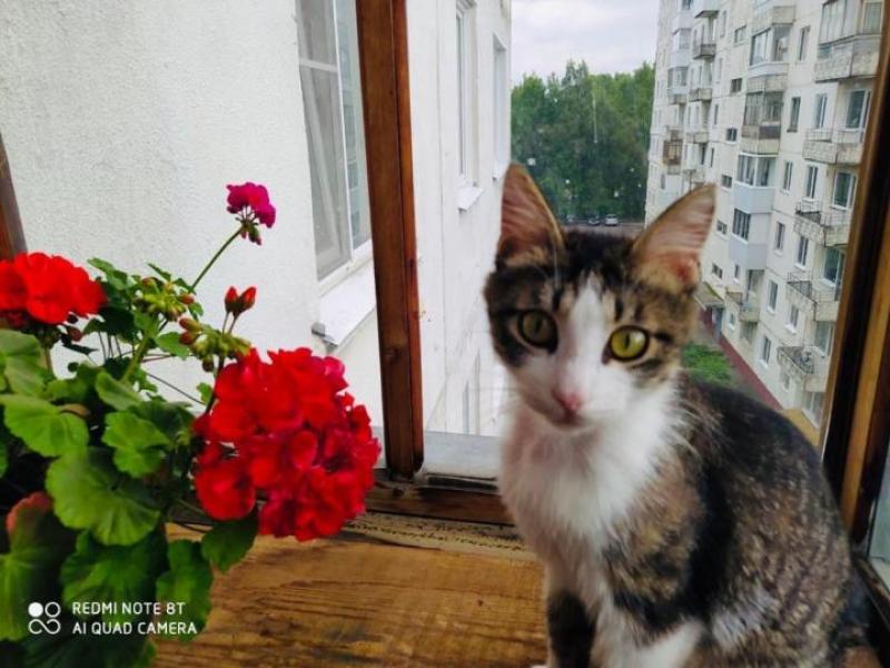 В дар кошку