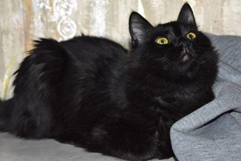 В дар кошку. Шелковая кошечка. Фото1