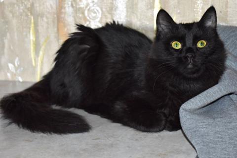 В дар кошку. Шелковая кошечка. Фото2