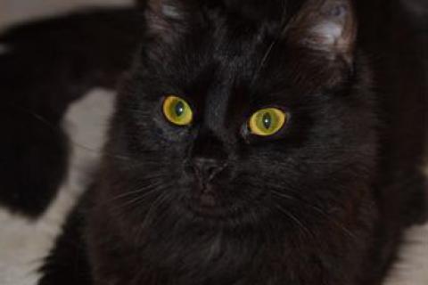 В дар кошку. Шелковая кошечка. Фото3