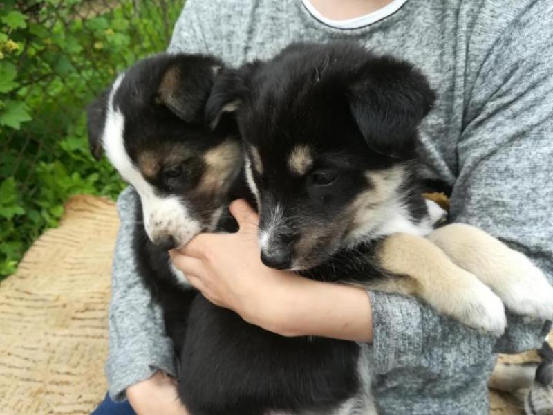 Продаю собаку