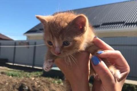 В дар кошку. Котята. Фото1