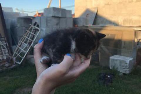 В дар кошку. Котята. Фото2