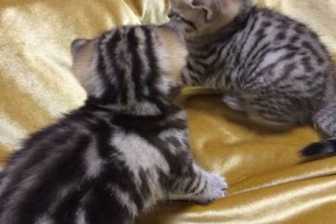 Продаю кошку. Котята. Фото2
