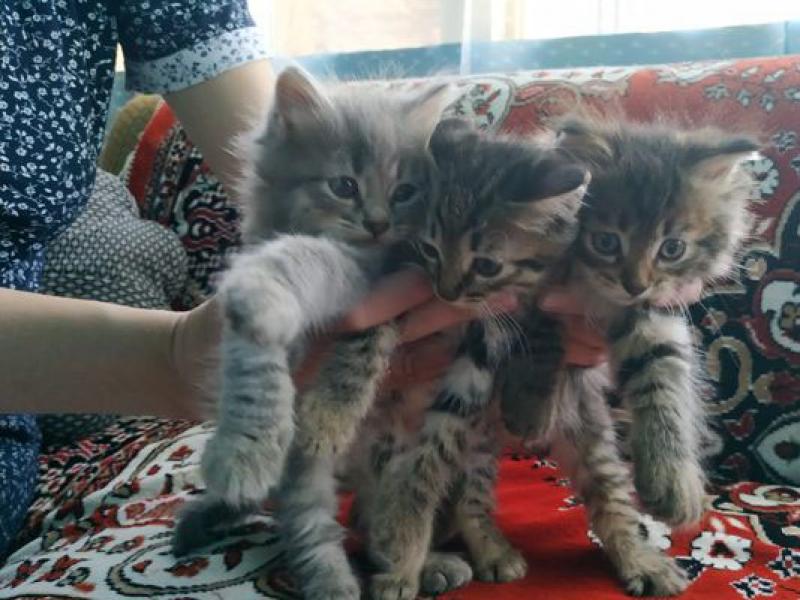 В дар кошку