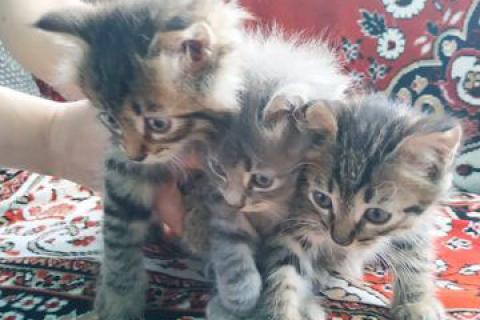 В дар кошку. Котята . Фото2