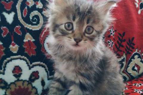 В дар кошку. Котята . Фото3